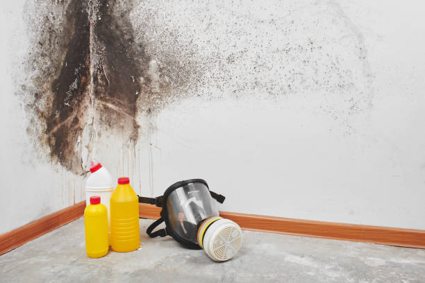 Best Attic Mold Removal  in Owensville, MO