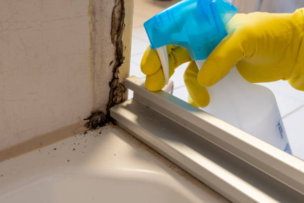 Best Commercial Mold Removal  in Owensville, MO