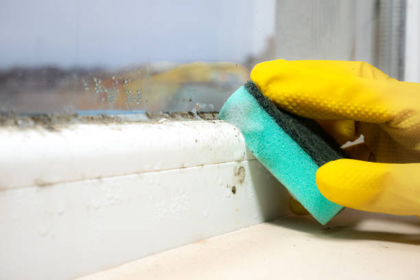 Best Office Mold Removal Services  in Owensville, MO