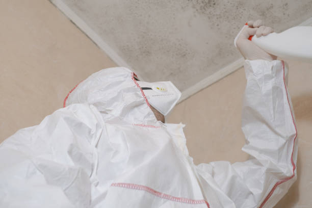 Best Certified Mold Removal  in Owensville, MO