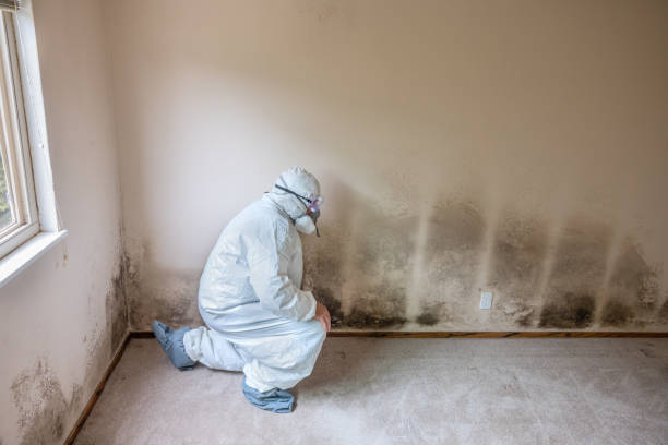 Attic Mold Removal in Owensville, MO
