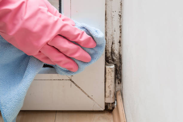 Best Fast Mold Removal  in Owensville, MO